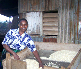 Staff member preparing maize for Getheri